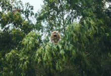 regional mobile call analysis