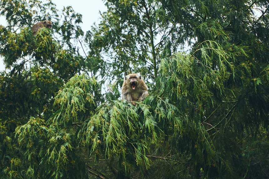 regional mobile call analysis