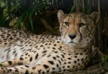 caller profile search details