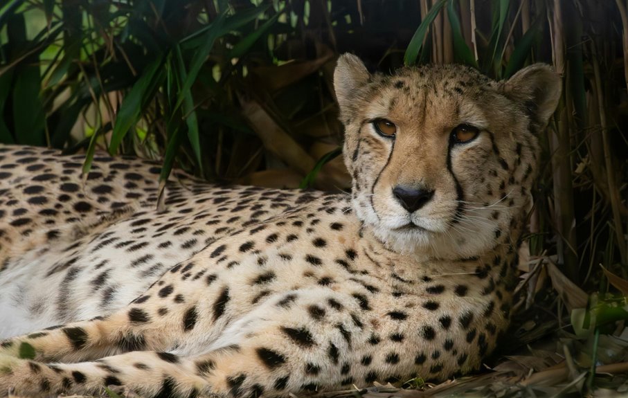 caller profile search details